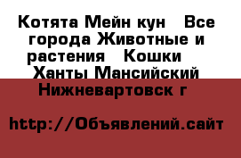 Котята Мейн кун - Все города Животные и растения » Кошки   . Ханты-Мансийский,Нижневартовск г.